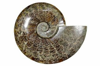 Polished Fossil Ammonite (Cleoniceras) - Madagascar #349183
