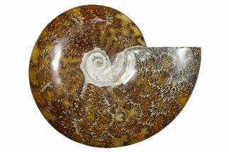 Polished Fossil Ammonite (Cleoniceras) - Madagascar #349188