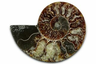 Cut & Polished Ammonite Fossil (Half) - Madagascar #349060