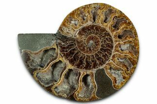 Cut & Polished Ammonite Fossil (Half) - Madagascar #349066