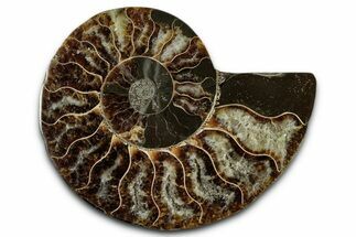 Cut & Polished Ammonite Fossil (Half) - Madagascar #349089