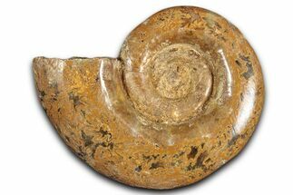 Jurassic Ammonite (Hemilytoceras) Fossil - Madagascar #349146