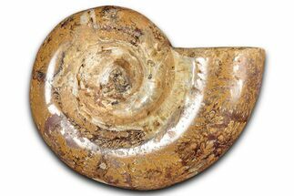 Jurassic Ammonite (Hemilytoceras) Fossil - Madagascar #349149