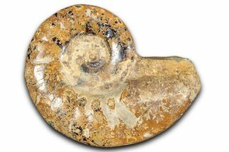 Jurassic Ammonite (Euaspidoceras) Fossil - Madagascar #349161