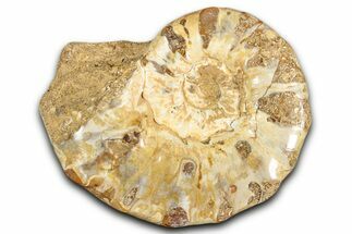 Jurassic Ammonite (Euaspidoceras) Fossil - Madagascar #349164
