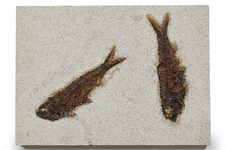 Two Detailed Fossil Fish (Knightia) - Wyoming #349239
