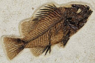Detailed Fossil Fish (Cockerellites) - Wyoming #349244