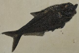 Large Fossil Fish (Diplomystus) - Wyoming #349251