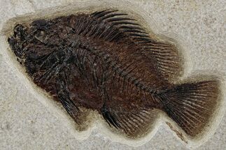 Detailed Fossil Fish (Cockerellites) - Wyoming #349255