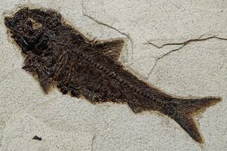 Detailed Fossil Fish (Knightia) - Huge For Species #349261