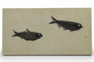 Multiple Fossil Fish (Knightia) Plate - Wyoming #349269
