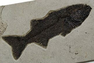 Uncommon Fish Fossil (Mioplosus) - Huge For Species! #349290