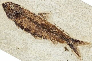Detailed Fossil Fish (Knightia) - Wyoming #349205