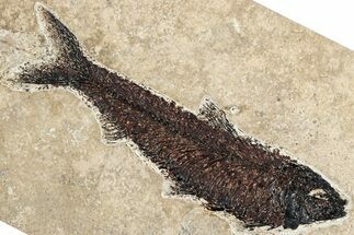 Detailed Fossil Fish (Knightia) - Huge For Species #349270