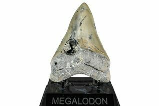 Fossil Shark Teeth For Sale