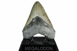 Serrated, Fossil Megalodon Tooth - North Carolina #349355