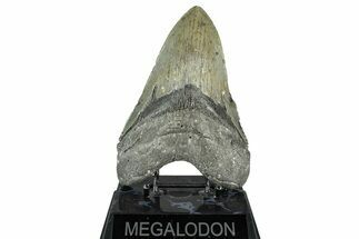 Fossil Megalodon Tooth - North Carolina #349358