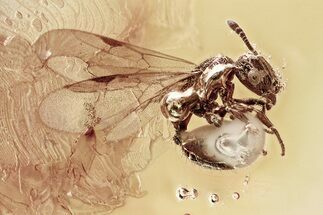 Detailed Fossil Winged Ant (Myrmicinae) In Baltic Amber #349387