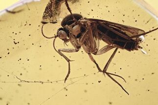 Fossil Fungus Gnat (Mycetophilidae) w/ Eggs and Webs In Baltic Amber #349420