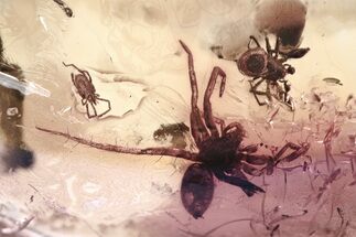 Fossil Spiders, Velvet Mite, and Leafhopper Nymph in Baltic Amber #349421