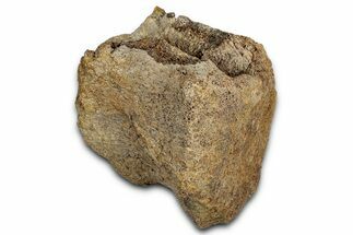 Hadrosaur (Edmontosaurus) Caudal Vertebra Centrum - Wyoming #349464