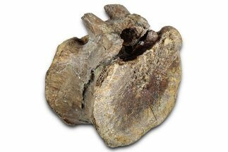 Hadrosaur (Edmontosaurus) Caudal Vertebra - Wyoming #349465