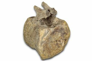 Hadrosaur (Edmontosaurus) Caudal Vertebra - Wyoming #349468