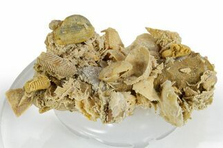 Miniature Fossil Cluster (Ammonites, Bivalves) - France #349385