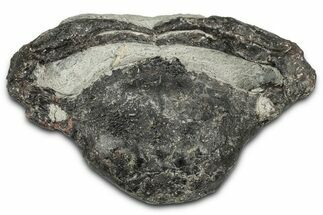 Eocene Fossil Crab (Meandercampus) - Washington State #349489