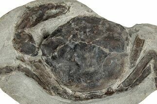 Eocene Fossil Crab (Pulalius) - Washington State #349492