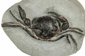 Eocene Fossil Crab (Pulalius) - Washington State #349493