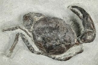 Eocene Fossil Crab (Pulalius) - Washington State #349495