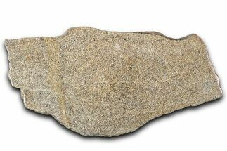 Polished Dinosaur Bone (Gembone) Slab - Morocco #349640
