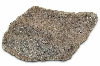 Polished Dinosaur Bone (Gembone) Section - Morocco #349668