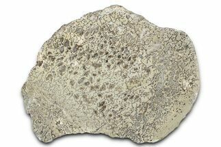 Polished Dinosaur Bone (Gembone) Section - Morocco #349669