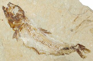 Cretaceous Fossil Fish - Lebanon #349686