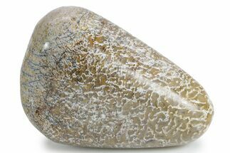 Polished Dinosaur Bone (Gembone) - Morocco #349580