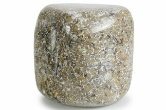 Polished Dinosaur Bone (Gembone) - Morocco #349583