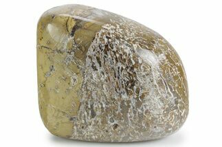 Polished Dinosaur Bone (Gembone) - Morocco #349589
