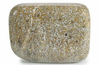 Polished Dinosaur Bone (Gembone) - Morocco #349594