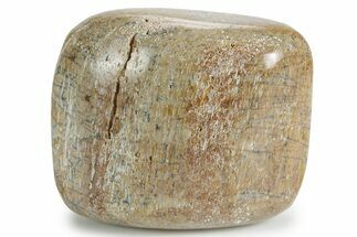 Polished Dinosaur Bone (Gembone) - Morocco #349598