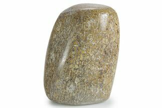 Polished Dinosaur Bone (Gembone) - Morocco #349603