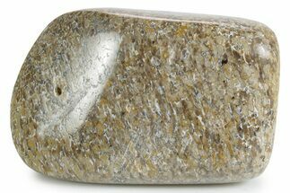 Polished Dinosaur Bone (Gembone) - Morocco #349616