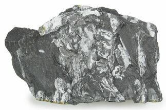 Fossil Seed Fern (Alethopteris) Plate - Pennsylvania #347691