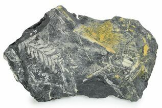 Plant Fossils For Sale