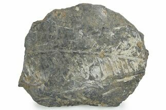 Fossil Seed Fern (Alethopteris) Plate - Pennsylvania #347711