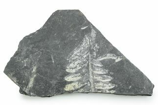 Fossil Seed Fern (Alethopteris) Plate - Pennsylvania #347721