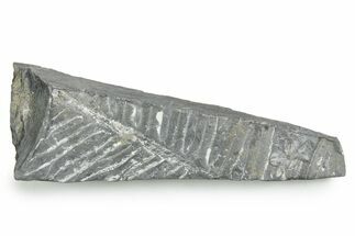 Fossil Seed Fern (Alethopteris) Plate - Pennsylvania #347729