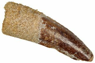 Juvenile Fossil Spinosaurus Tooth - Real Dinosaur Tooth #348691