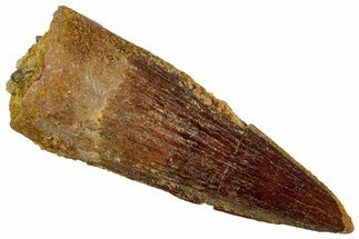 Juvenile Fossil Spinosaurus Tooth - Real Dinosaur Tooth #348701